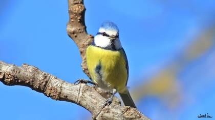 Mavi baştankara » Eurasian Blue Tit » Cyanistes caeruleus
