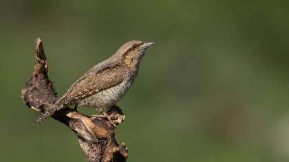 Boyunçeviren