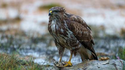Şahin » Common Buzzard » Buteo buteo