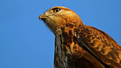 Şahin » Common Buzzard » Buteo buteo