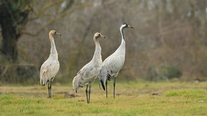 Turna » Common Crane » Grus grus