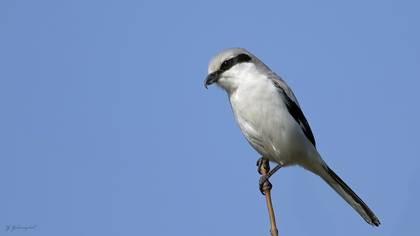 Great Grey Shrike