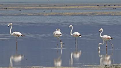 Flamingo