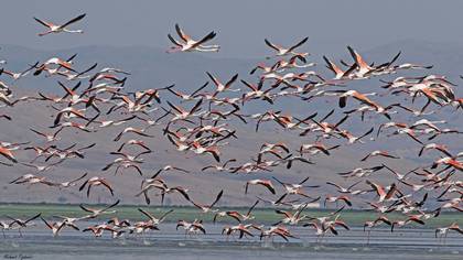 Flamingo