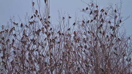 Dağ ispinozu » Brambling » Fringilla montifringilla