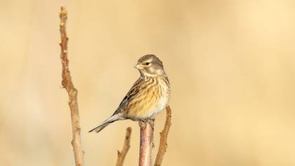 Ketenkuşu » Common Linnet » Linaria cannabina