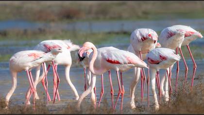 Flamingo