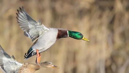 Yeşilbaş » Mallard » Anas platyrhynchos