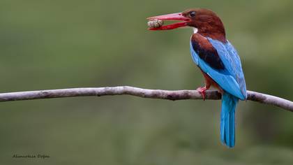 İzmir yalıçapkını » White-throated Kingfisher » Halcyon smyrnensis