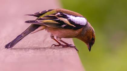İspinoz » Common Chaffinch » Fringilla coelebs