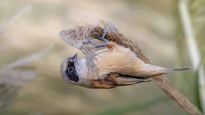 Çulhakuşu » Eurasian Penduline Tit » Remiz pendulinus