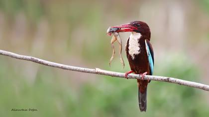 İzmir yalıçapkını » White-throated Kingfisher » Halcyon smyrnensis