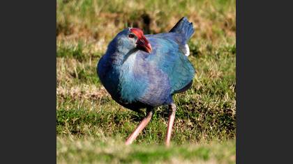 Grey-headed Swamphen