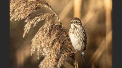 Common Reed Bunting