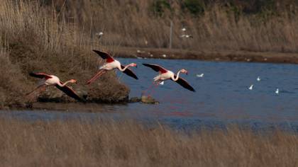 Flamingo