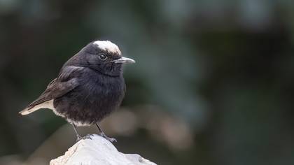 Aktepeli kuyrukkakan » White-crowned Wheatear » Oenanthe leucopyga