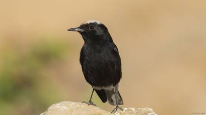 Aktepeli kuyrukkakan » White-crowned Wheatear » Oenanthe leucopyga