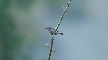 Filistin nektarkuşu » Palestine Sunbird » Cinnyris osea