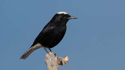 Aktepeli kuyrukkakan » White-crowned Wheatear » Oenanthe leucopyga