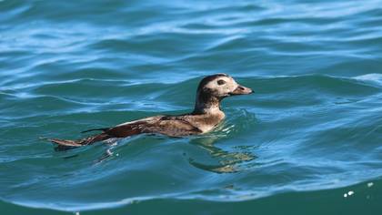 Telkuyruk » Long-tailed Duck » Clangula hyemalis