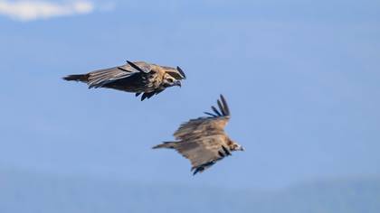 Kara akbaba » Cinereous Vulture » Aegypius monachus