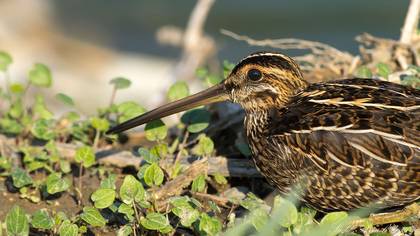 Suçulluğu