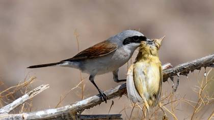 Kızılsırtlı örümcekkuşu » Red-backed Shrike » Lanius collurio