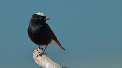 Aktepeli kuyrukkakan » White-crowned Wheatear » Oenanthe leucopyga