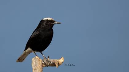 Aktepeli kuyrukkakan » White-crowned Wheatear » Oenanthe leucopyga