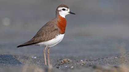 Doğu cılıbıtı » Caspian Plover » Anarhynchus asiaticus