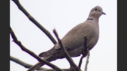 Eurasian Collared Dove