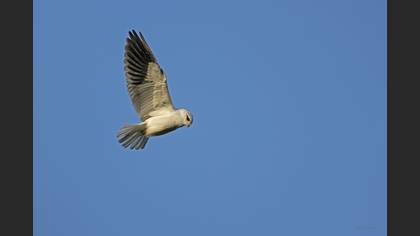 Black-winged Kite