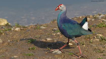 Grey-headed Swamphen