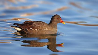 Sutavuğu » Common Moorhen » Gallinula chloropus