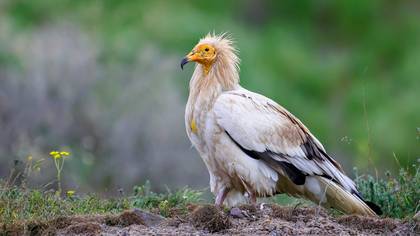 Küçük akbaba » Egyptian Vulture » Neophron percnopterus