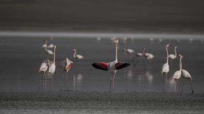 Flamingo