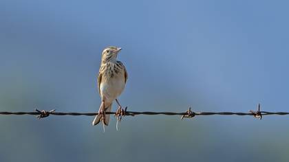 Richard`s Pipit