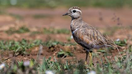 Eurasian Dotterel