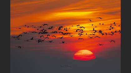 Flamingo