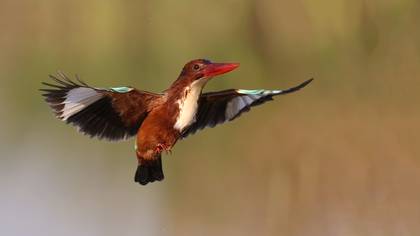 İzmir yalıçapkını » White-throated Kingfisher » Halcyon smyrnensis