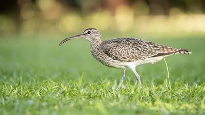 Eurasian Whimbrel
