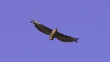 Bateleur