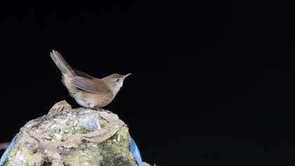 Bataklık kamışçını » Savi`s Warbler » Locustella luscinioides