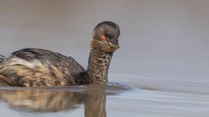 Karaboyunlu Batağan » Black-necked Grebe » Podiceps nigricollis