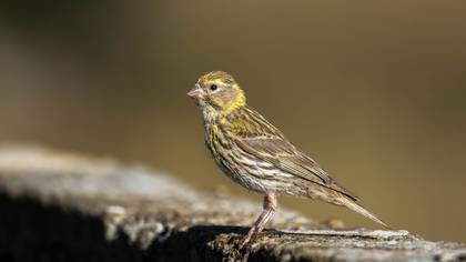 Küçük iskete » European Serin » Serinus serinus