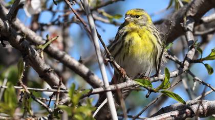Küçük iskete » European Serin » Serinus serinus