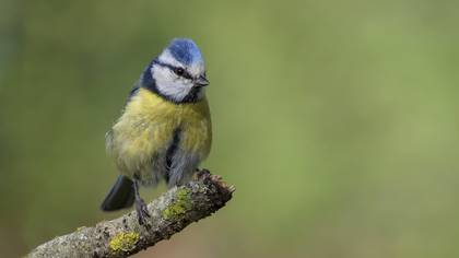 Mavi baştankara » Eurasian Blue Tit » Cyanistes caeruleus