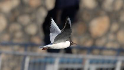 Karabaş martı