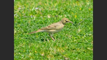 Tawny Pipit