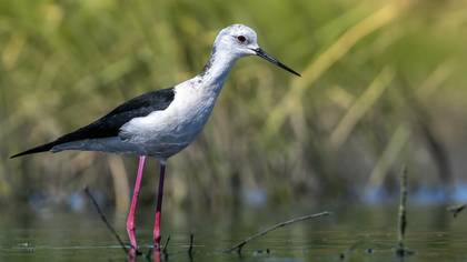 Uzunbacak » Black-winged Stilt » Himantopus himantopus